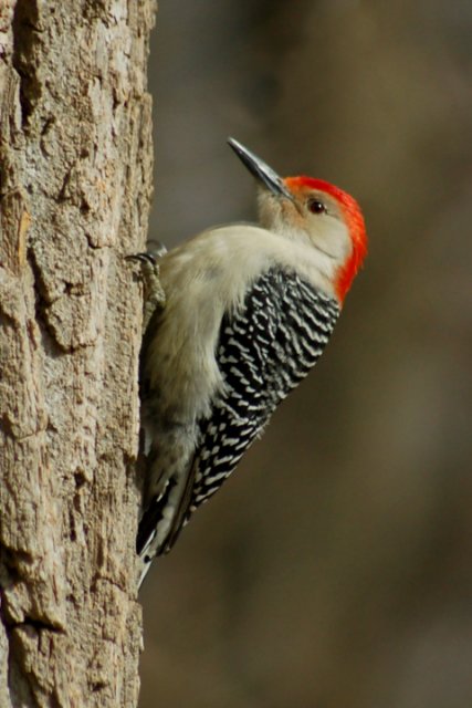 Red-bellied Woodpecker photo #1