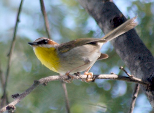 Rufous-capped Warbler (adult)