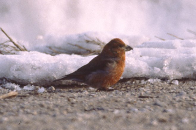 Red Crossbill