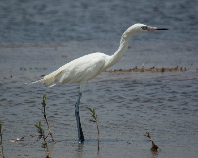Reddish Egret (adult white form)