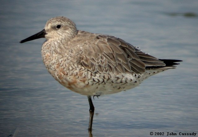 Red Knot