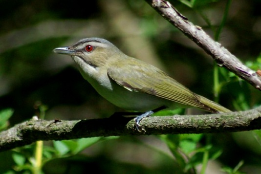 Red-eyed Vireo