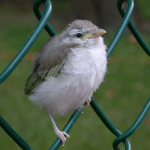 Red-eyed Vireo (fledgling)