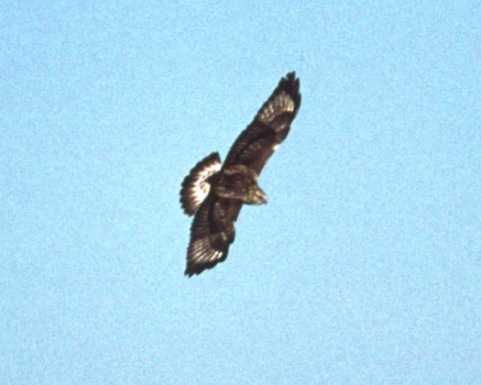 Rough-legged Hawk photo #2
