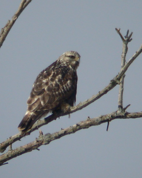 Rough-legged Hawk photo #1