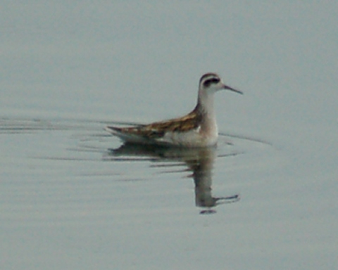 Red-necked Phalarope (juvenile)