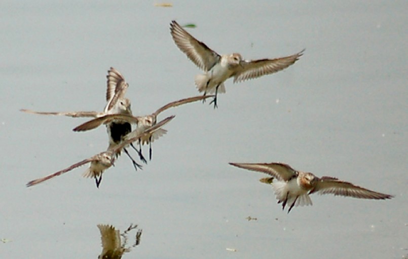 Red-necked Stint Photo 4