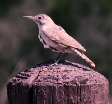 Rock Wren