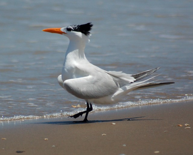 Royal Tern (non-breeding adult)