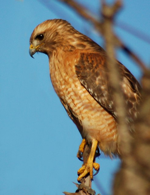Red-shouldered Hawk photo #5