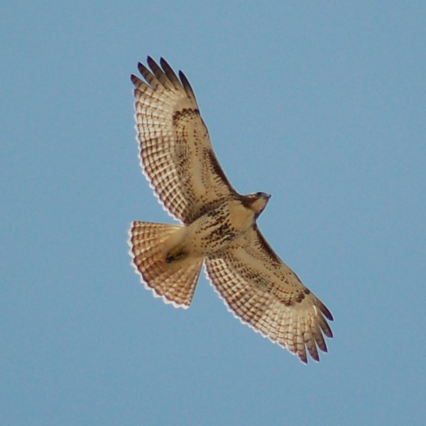 Red-tailed Hawk