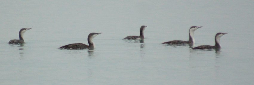 Red-throated Loon