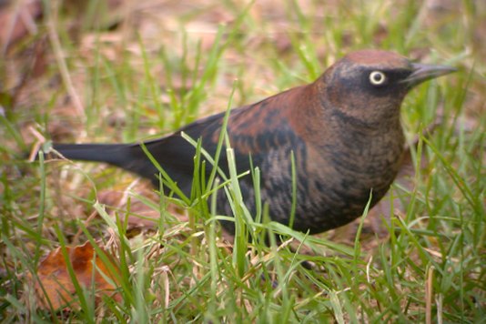 Rusty Blackbird