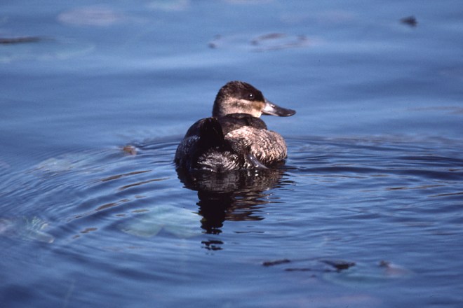 Ruddy Duck photo #5