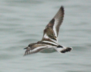 Ruddy Turnstone photo #8