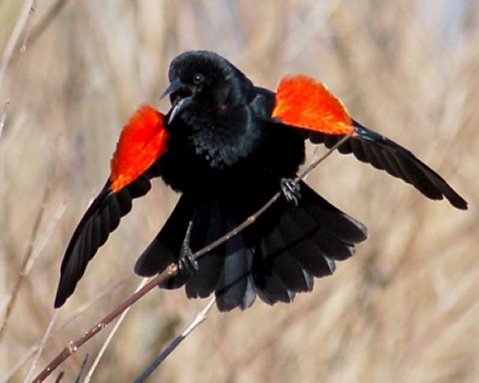 Red-winged Blackbird photo #4