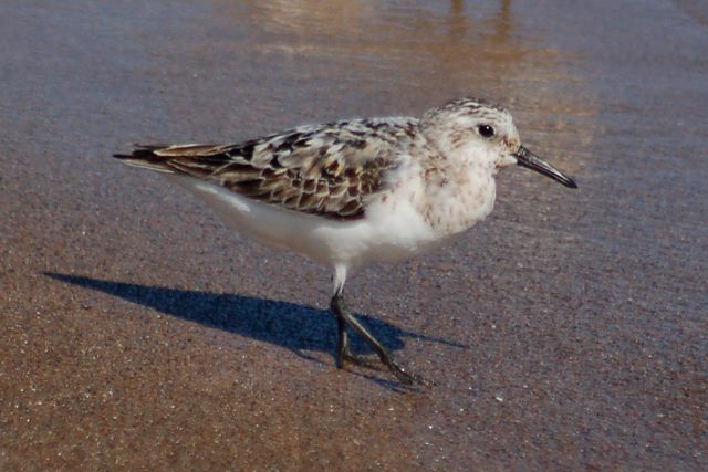 Sanderling (molting adult)