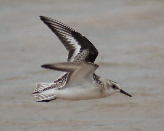 Sanderling (juvenile in flight)