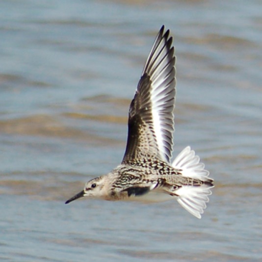 Sanderling (juvenile in flight)