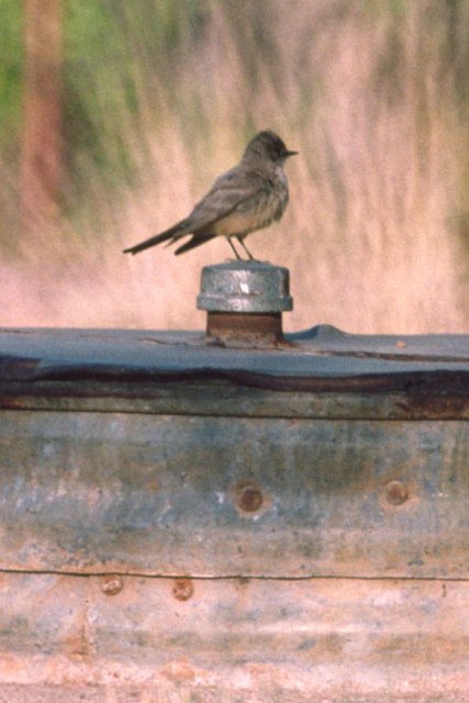 Say's Phoebe