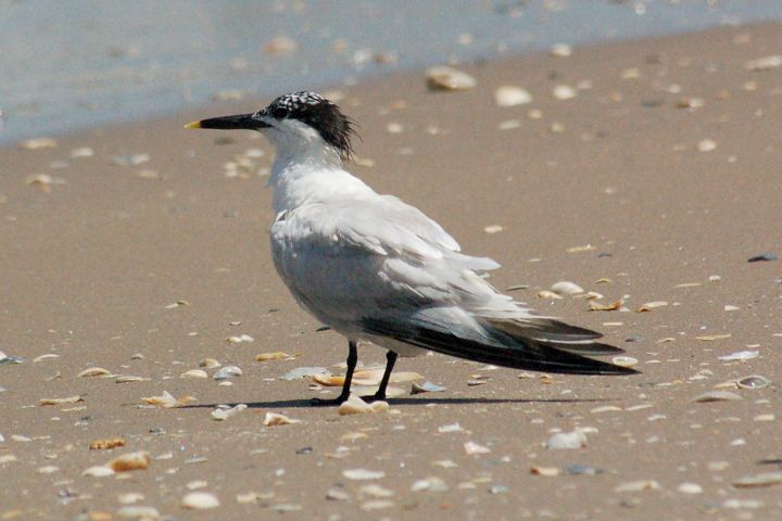 Sandwich Tern