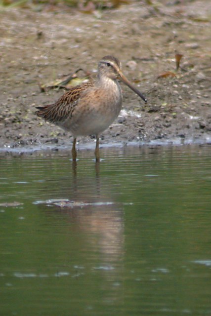 Short-billed Dowitcher Photo 1