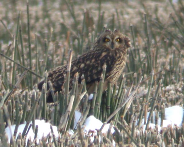 Short-eared Owl Photo #2