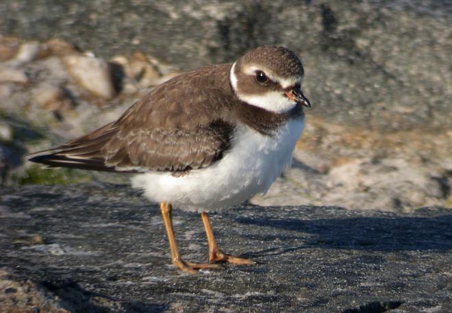 Semipalmated Plover photo #5