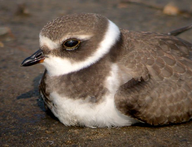 Semipalmated Plover photo #6
