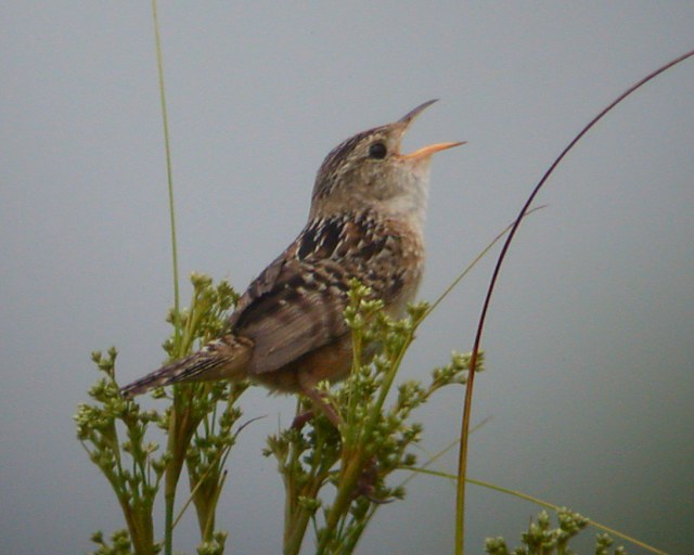 Sedge Wren photo #7