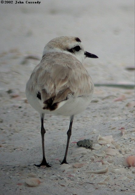 Snowy Plover