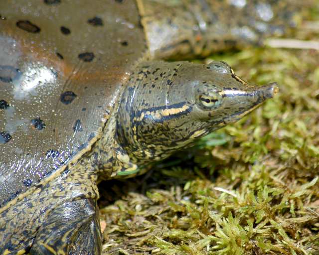 Eastern Spiny Softshell Turtle (adult male) Corey Lake, Three Rivers