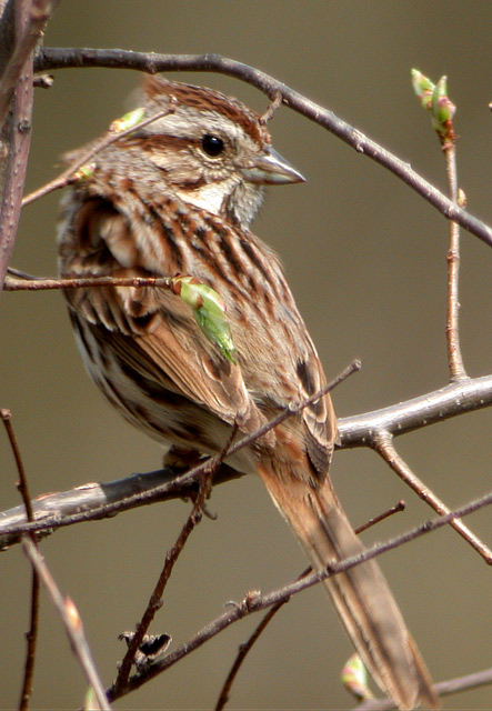 Song Sparrow Photo 5