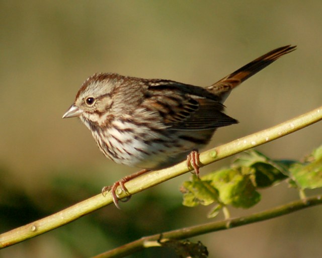 Song Sparrow Photo #2