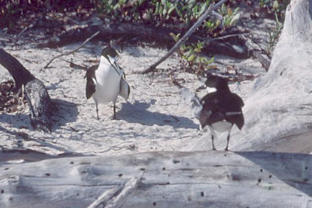 Sooty Tern