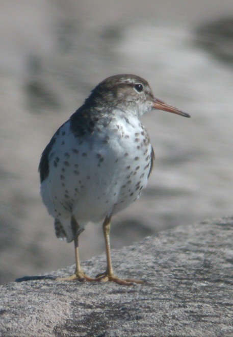 Spotted Sandpiper Photo 6