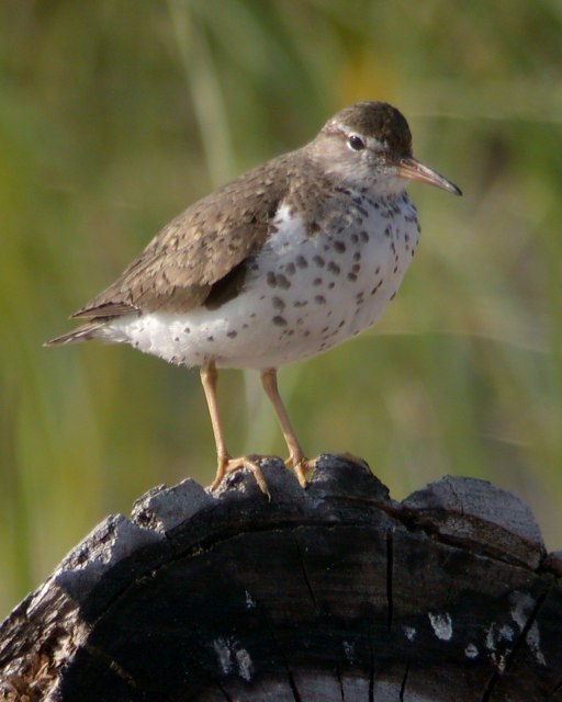 Spotted Sandpiper Photo 4