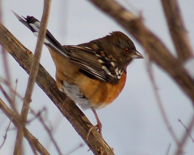 Spotted Towhee (female)