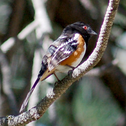 Spotted Towhee photo #2