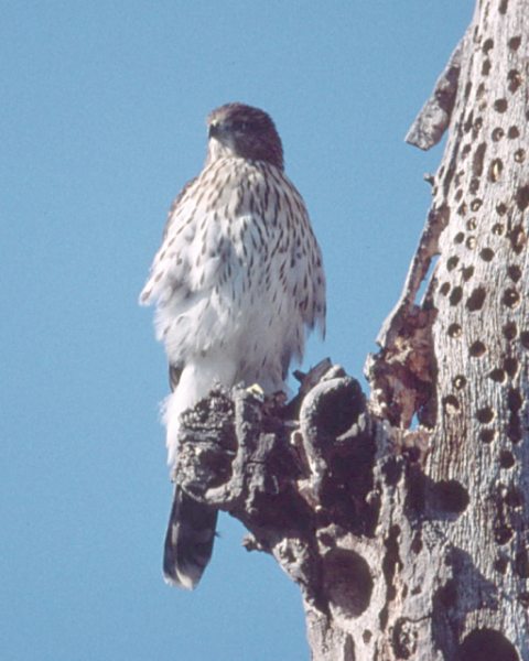 Sharp-shinned Hawk (immature)
