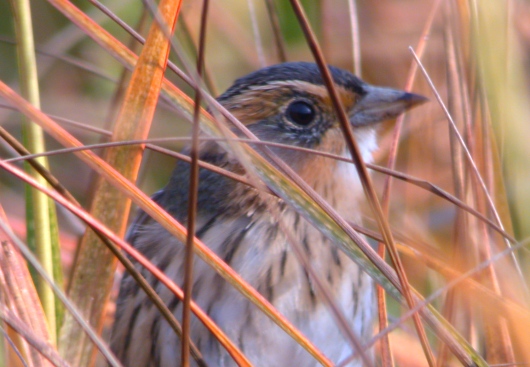 Saltmarsh Sparrow