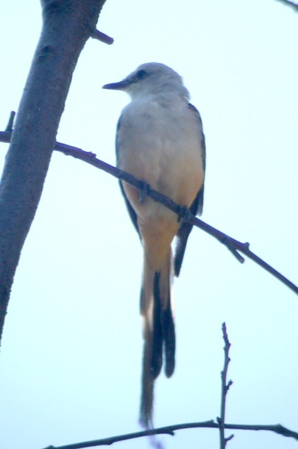 Scissor-tailed Flycatcher