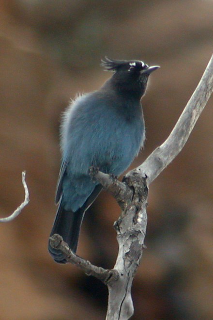 Steller's Jay