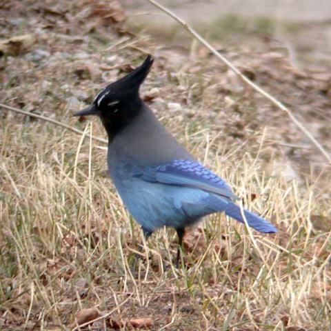Steller's Jay