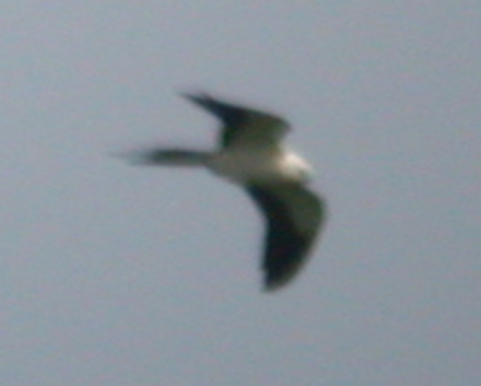 Swallow-tailed Kite