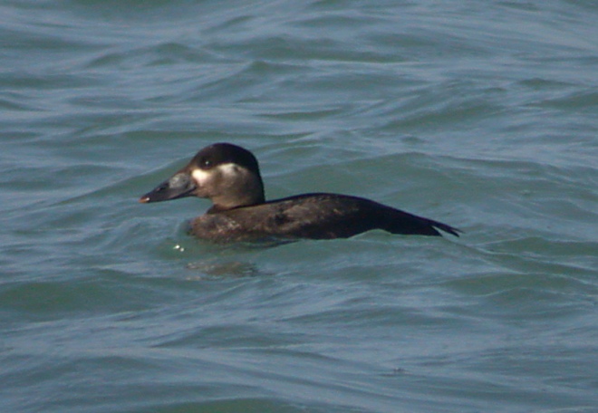 Surf Scoter (female)