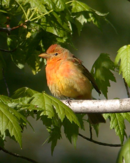 Summer Tanager (1st cycle male) Photo 4