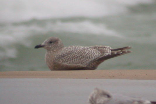Iceland Gull 