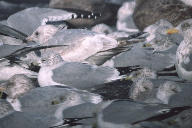 Thayer's Gull (2nd year)