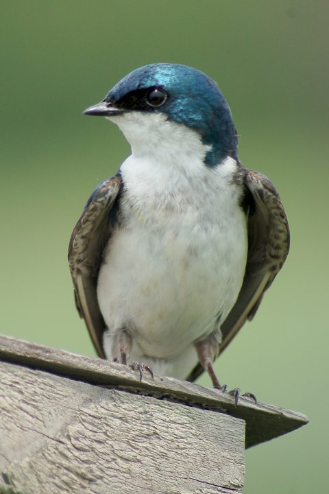 Tree Swallow